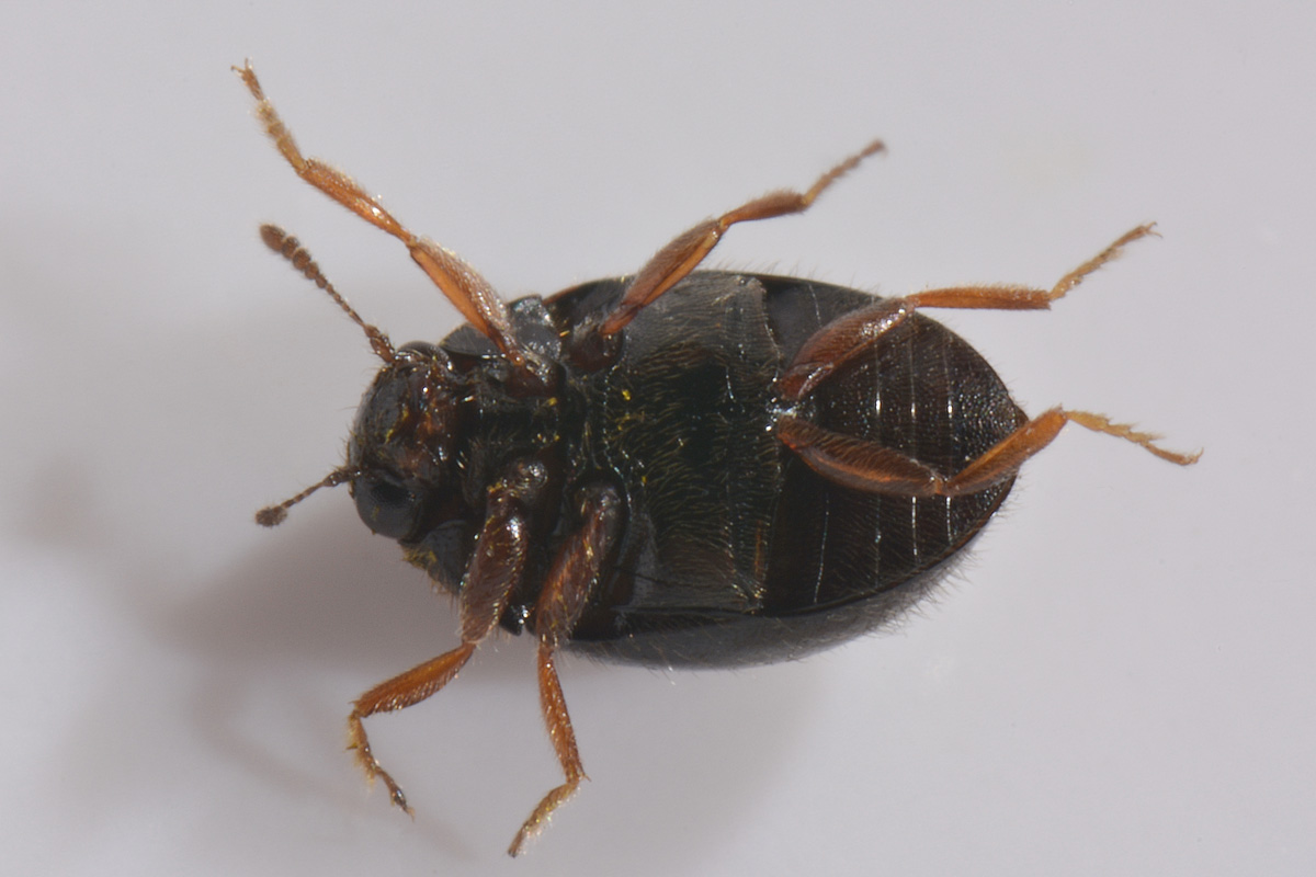 Byrrhidae: Simplocaria sp.?   Simplocaria semistriata